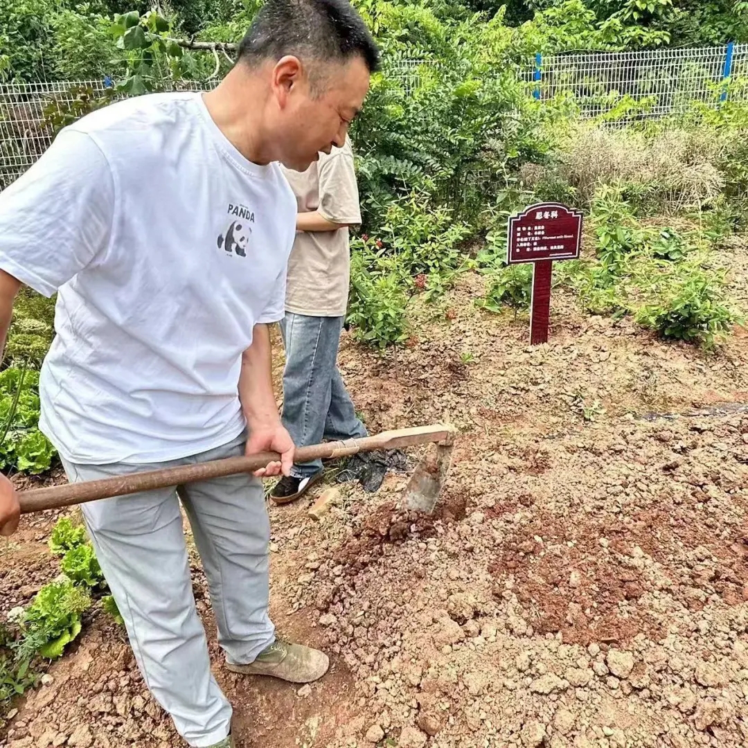 川科药学|“药韵飘香沁人心”中草药种植正当时(图1)