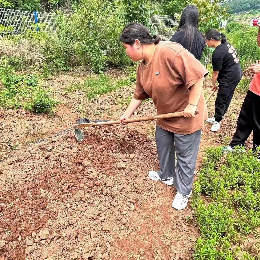 川科药学|“药韵飘香沁人心”中草药种植正当时(图4)