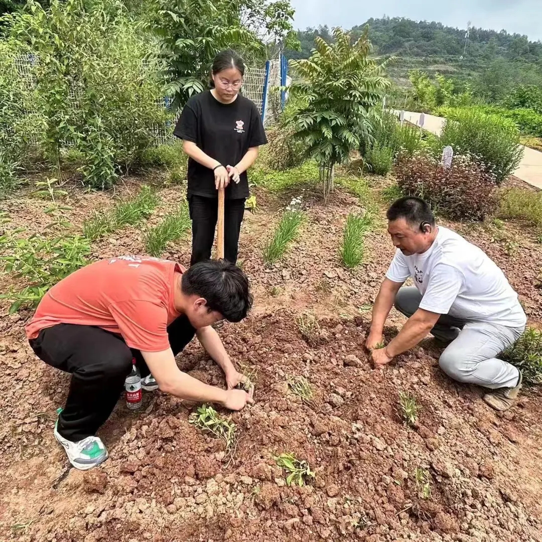 川科药学|“药韵飘香沁人心”中草药种植正当时(图5)