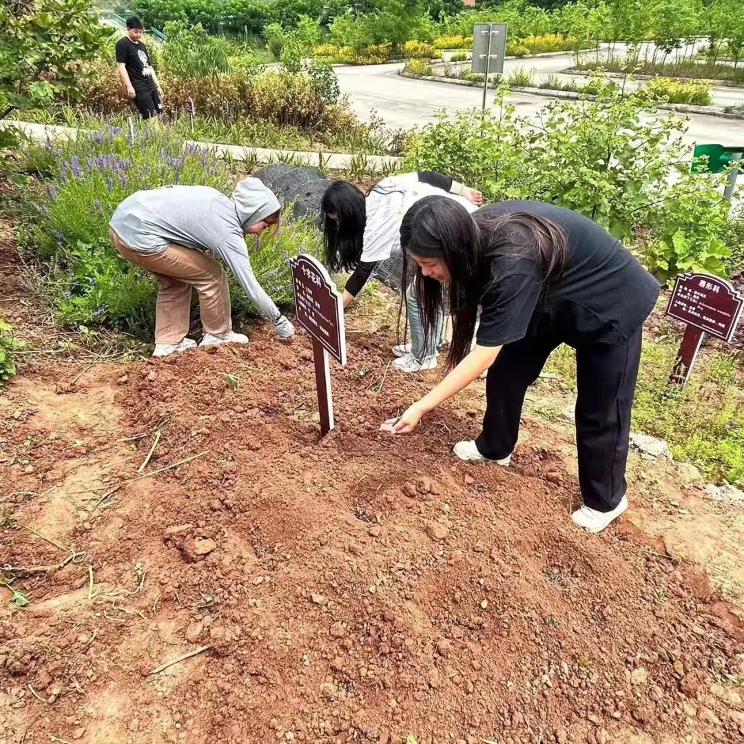 川科药学|“药韵飘香沁人心”中草药种植正当时(图7)