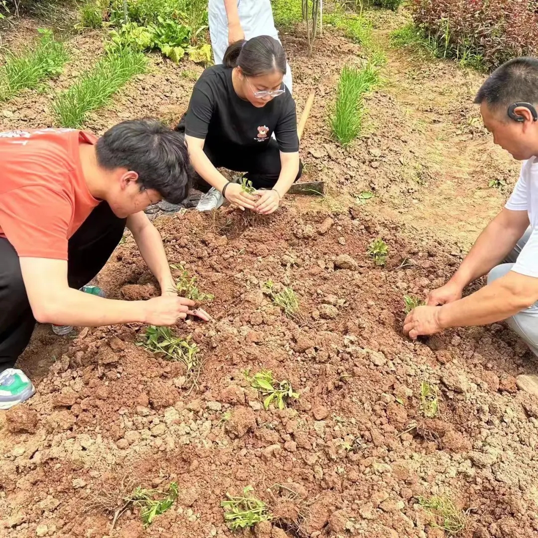 川科药学|“药韵飘香沁人心”中草药种植正当时(图8)